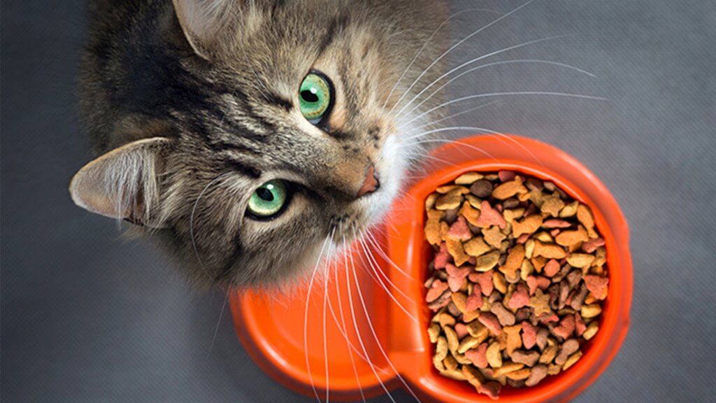Ethical Pet Food 1024x576
