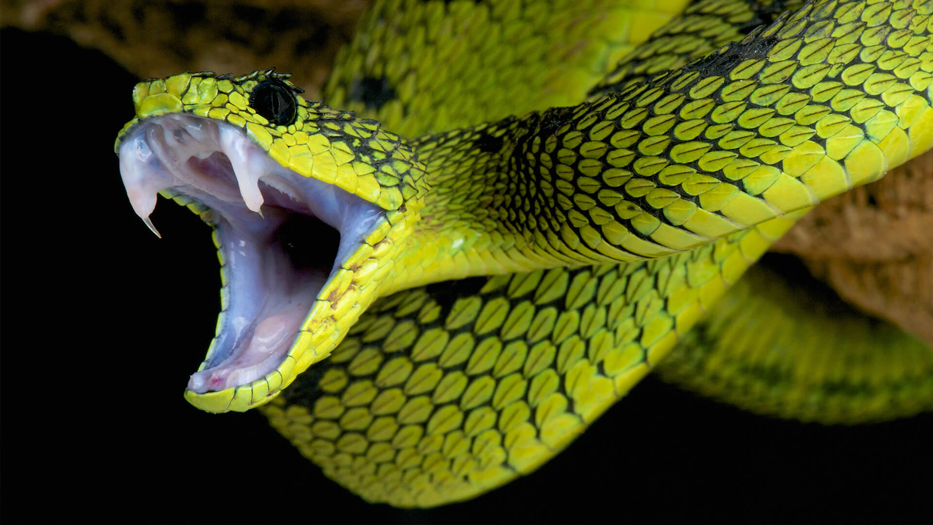The Reality of Snakebites – Time is Tissue