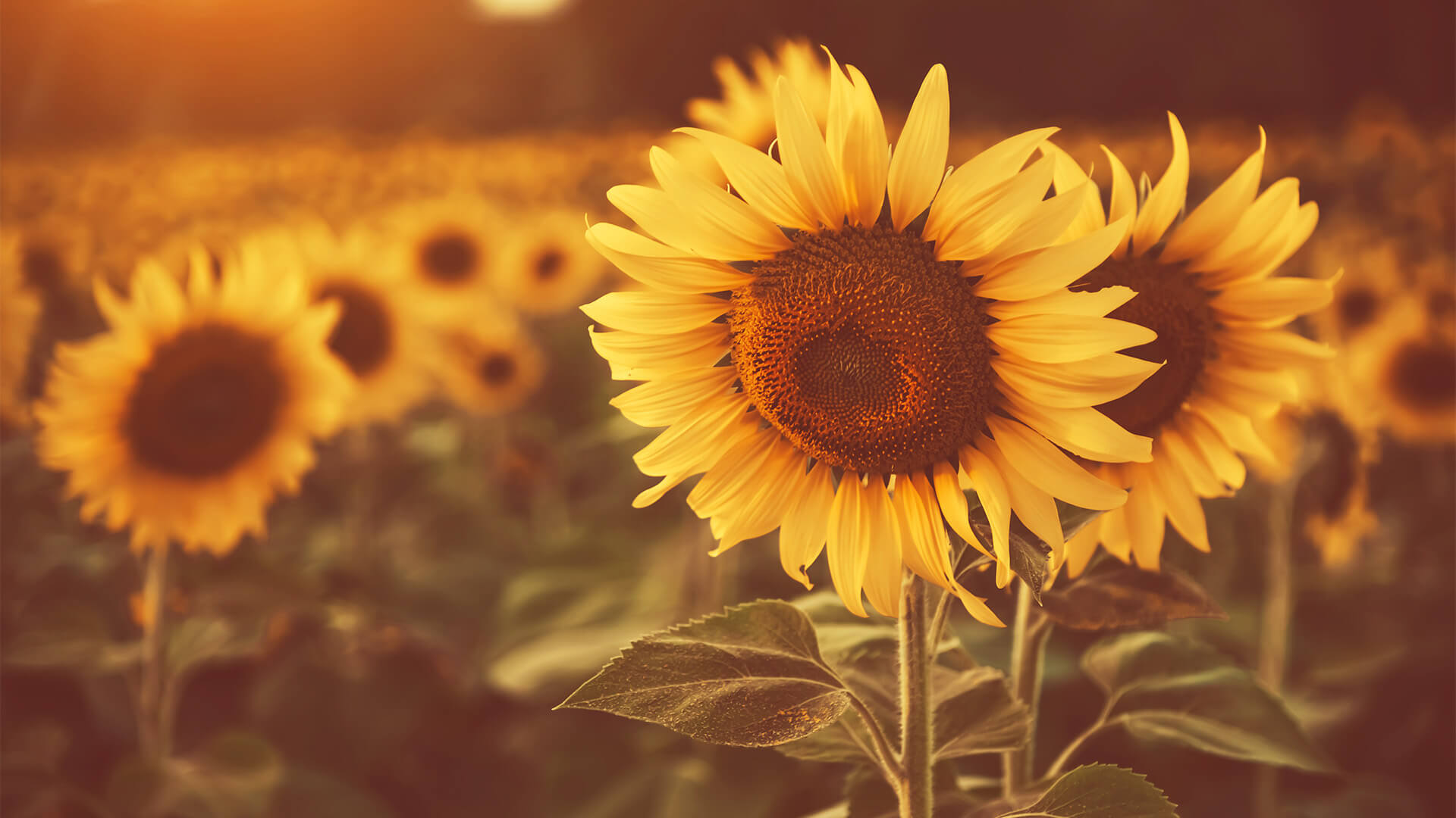 What Nutritional Value Do Sunflowers Hold?